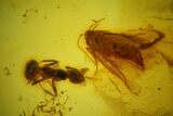 Fossil Spider, Beetle, Two Ants & Butterfly In Baltic Amber #163528-1